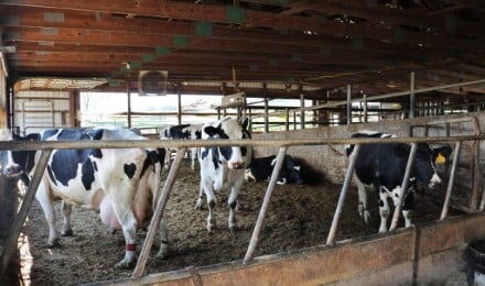 Brown Swiss Farm Barn